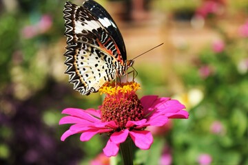 Butterfly perched on pollen of pink zinnia flower blur background
