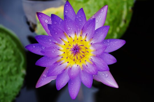 Bright violet lotus flower droplet on petals blur background