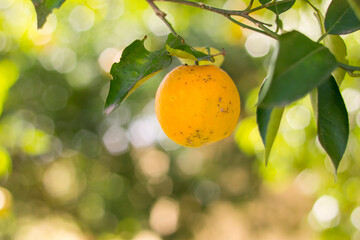 Laranja madura e pronta para ser colhida 