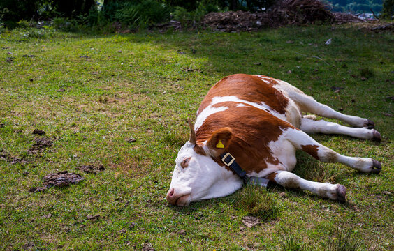 Eine Kuh liegt auf einer Wiese und schläft