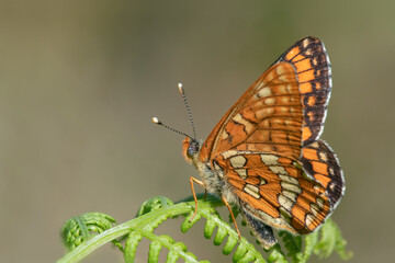 Endangered and protected Scarce fritillary (Euphydryas maturna) resting on fern