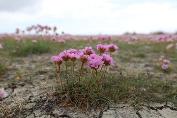 Obraz premium Beautiful close up of flowering English grass in a dry salt marsh in a nature reserve.
