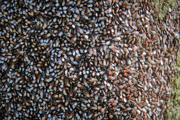 Lindenwanze oder Malvenwanze ( Oxycarenus lavaterae ) am Stamm einer Linde