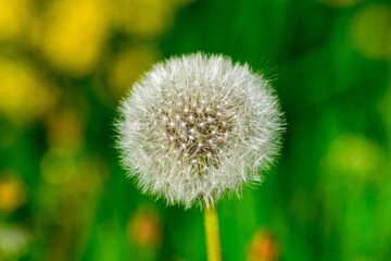Dandelion