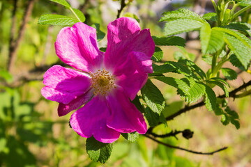 Rosehip blossoms with a pink rose on a green background