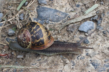 Garden snail fully extended crossing light coloured mud and small grey stones 