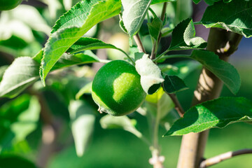 Fresh apples. The Apple tree. Organic apples. Organic farming. Healthy fruit.