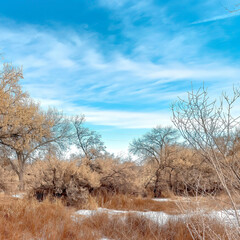Square Brown grasses and trees with leafless branches on snow covered land in winter