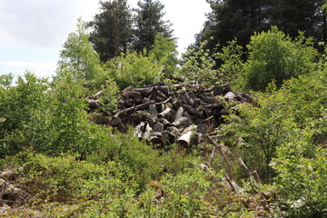 An old big pile of old sawn trunks in the middle of a green forest. Photo was taken on a sunny day in May.