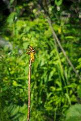 yellow dragonfly on the grass