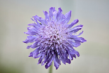 purple flower blossom macro spring