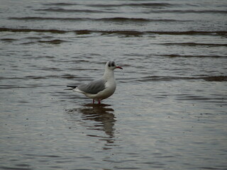 Small white and grey seagull standing in gray water. On the seashore, close photo of the seagull.