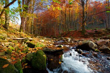 river on the autumn sunny day. wonderful landscape. forest in fall colors. mossy rocks on the shore. fresh and clean water concept