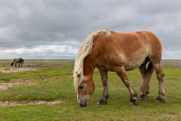 Naklejka na ściany i meble Horse on the salt meadows at the wadden sea on Juist, East Frisian Islands, Germany.