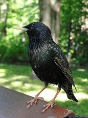 Common starling, Sturnus vulgaris, European starling. Medium-sized passerine bird, Sturnidae. Black bird with yellow beak sitting on a bench