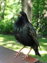 Common starling, Sturnus vulgaris, European starling. Medium-sized passerine bird, Sturnidae. Black bird with yellow beak sitting on a bench