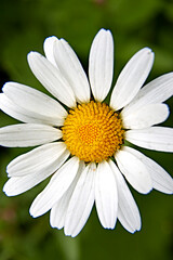 Fototapeta premium white blossom macro beauty