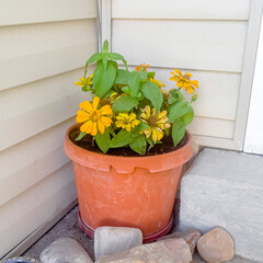 Square Plant with yellow flowers on an orange pot by the doorstep of a home entrance