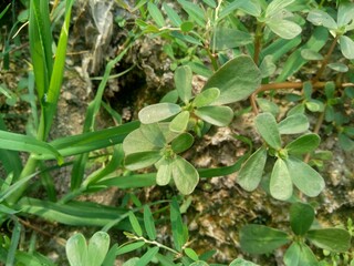 Portulaca oleracea (also called krokot, gelang biasa, Resereyan, common purslane, verdolaga, red root, pursley) with a natural background. This plant used as vegetable and herbal plant