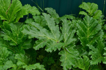 dangerous hogweed plant close up