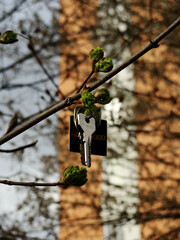 Lost keys hanging on the chestnut tree brunch. Bunch of abandoned keys with black trinket on blurred city background, big house and sky