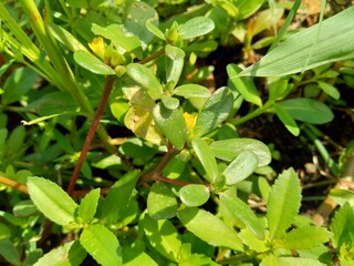 Portulaca oleracea (also called krokot, gelang biasa, Resereyan, common purslane, verdolaga, red root, pursley) with a natural background. This plant used as vegetable and herbal plant