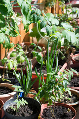 The garden on the windowsill. Growing vegetables at home