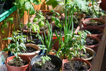 The garden on the windowsill. Growing vegetables at home