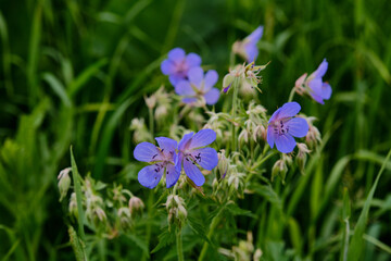 Beautiful blue wild flowers Meadow cranesbill on a dark green background.