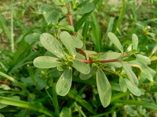 Fototapeta premium Portulaca oleracea (also called krokot, gelang biasa, Resereyan, common purslane, verdolaga, red root, pursley) with a natural background. This plant used as vegetable and herbal plant