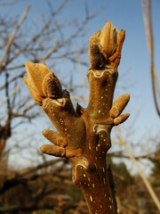 Manchurian walnut bud, Juglans mandshurica closeup in early spring. Blooming Manchurian nut tree branch. Bud opening up in detail, sprout macro. Blurred background