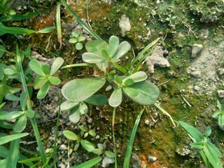 Portulaca oleracea (also called krokot, gelang biasa, Resereyan, common purslane, verdolaga, red root, pursley) with a natural background. This plant used as vegetable and herbal plant
