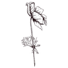 Obraz premium Vintage style anemone decoration 300 dpi digital art