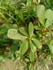 Portulaca oleracea (also called krokot, gelang biasa, Resereyan, common purslane, verdolaga, red root, pursley) with a natural background. This plant used as vegetable and herbal plant