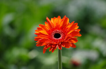 Gerbera 