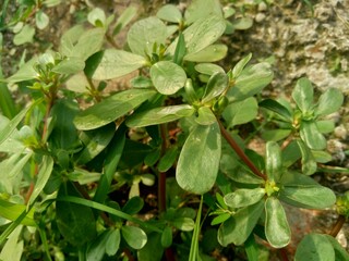 Portulaca oleracea (also called krokot, gelang biasa, Resereyan, common purslane, verdolaga, red root, pursley) with a natural background. This plant used as vegetable and herbal plant