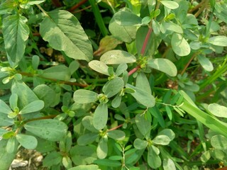Portulaca oleracea (also called krokot, gelang biasa, Resereyan, common purslane, verdolaga, red root, pursley) with a natural background. This plant used as vegetable and herbal plant