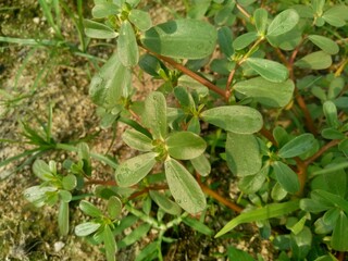 Portulaca oleracea (also called krokot, gelang biasa, Resereyan, common purslane, verdolaga, red root, pursley) with a natural background. This plant used as vegetable and herbal plant