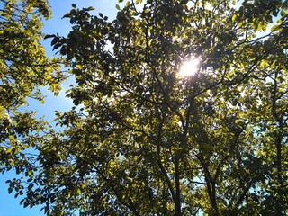 Sol entre hojas