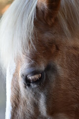 portrait of a horse