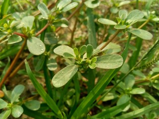 Portulaca oleracea (also called krokot, gelang biasa, Resereyan, common purslane, verdolaga, red root, pursley) with a natural background. This plant used as vegetable and herbal plant