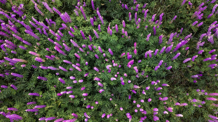 Obraz premium aerial view of lupins flower field. natural background. drone shot