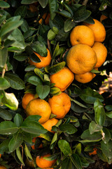 .Tangerine plantation. Tangerine on the branch.