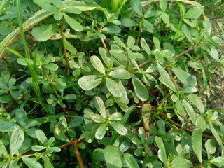 Portulaca oleracea (also called krokot, gelang biasa, Resereyan, common purslane, verdolaga, red root, pursley) with a natural background. This plant used as vegetable and herbal plant