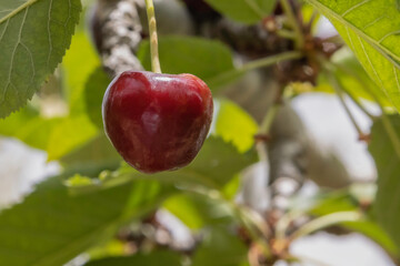 A Single Ripe Organic Red Cherry in a Tree