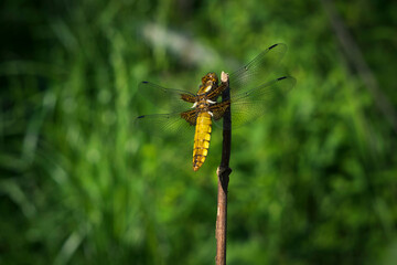 yellow dragonfly on the grass