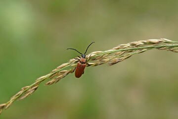 Rothalsbock (Stictoleptura rubra)