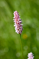 purple flower blossom macro