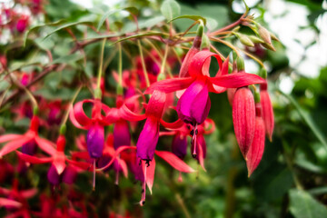 Fuchsia regia flowers closeup, shades of red, pink and purple