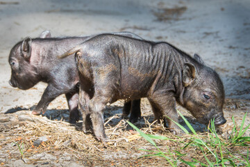 In summer, in the grass on a bright sunny day, two little pigs.